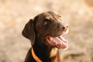 Brown dog