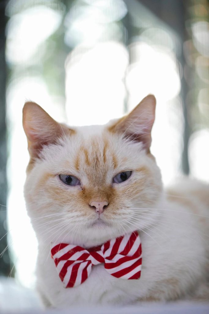 Cat wearing bow tie