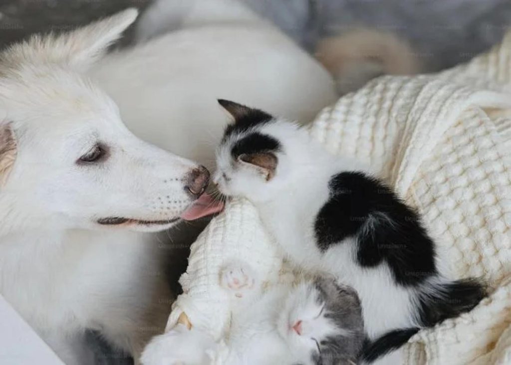 Dog and kitten