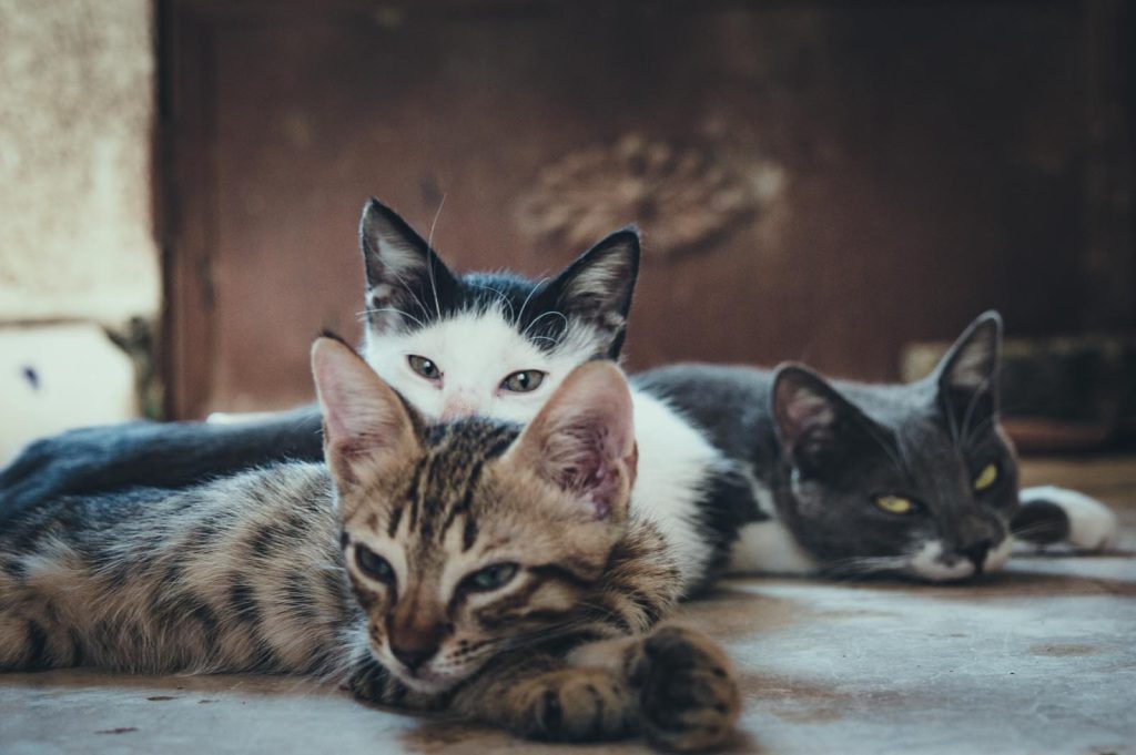 Group of cats