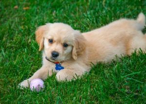 Puppy with ball