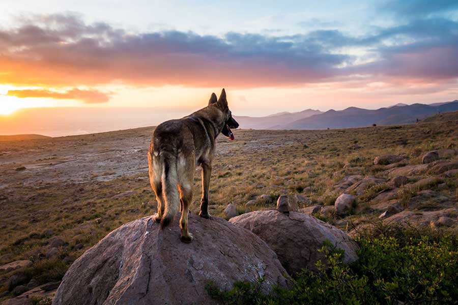 Dog standing on rock