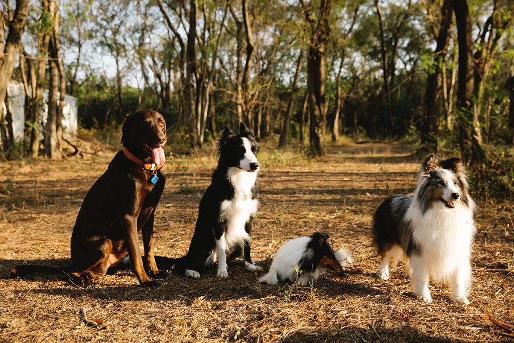 Dogs in a Forest