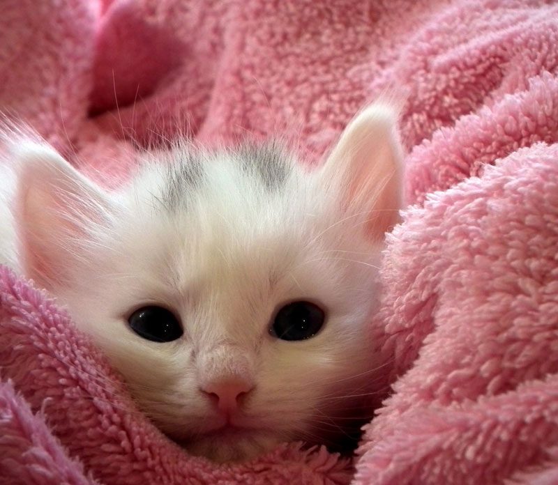 Kitten in pink towel